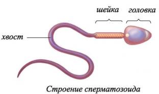 Сперматозоид.jpg